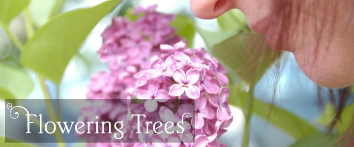 Flowering Tree Gifts - Tree2mydoor