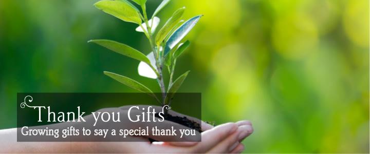 Thank You Postal Gifts - Tree2mydoor