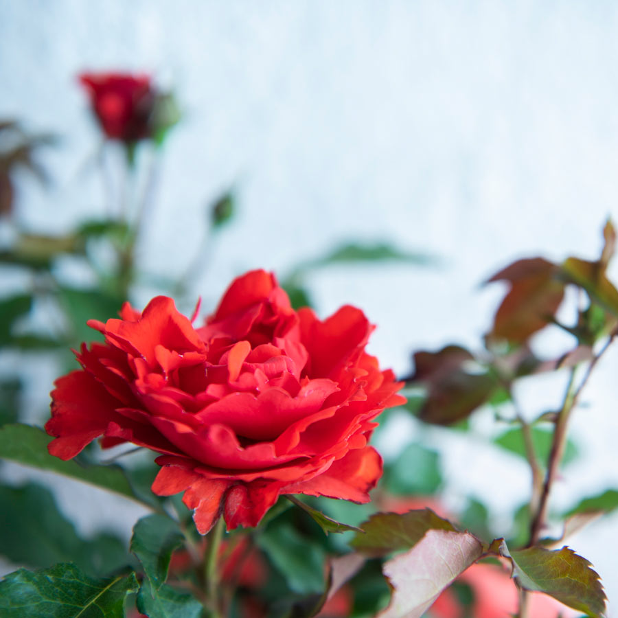 Memorial rose bush blooms