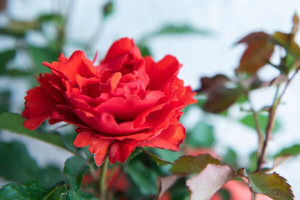 The Memorial Rose Bush collection