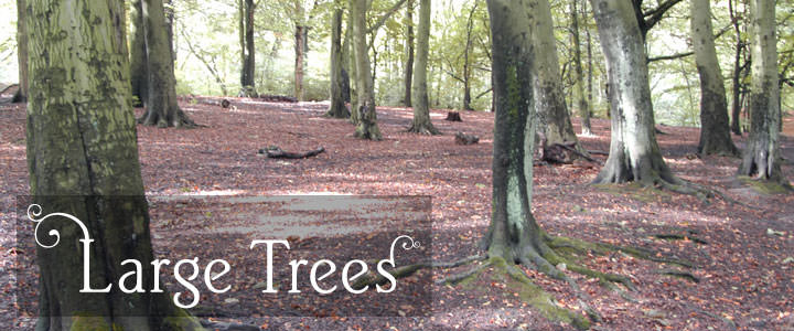 Large Tree Gifts - Tree2mydoor