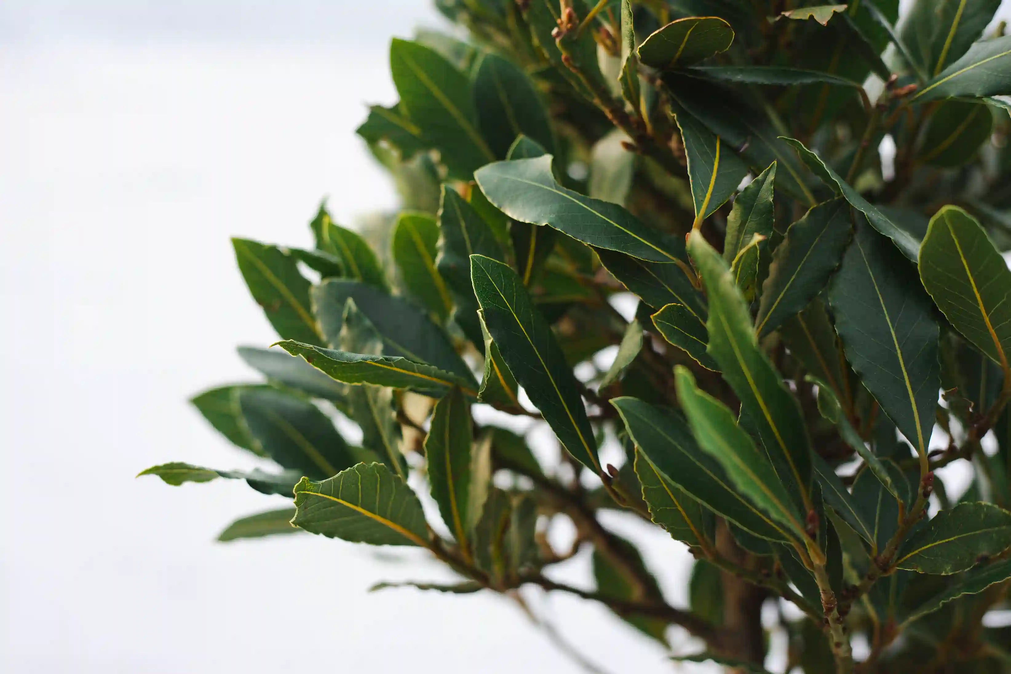 Evergreen Tree Gifts - Tree2mydoor