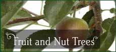 Fruit & Nut Trees Gifts - Tree2mydoor