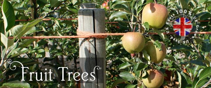 Fruit Tree Gifts
