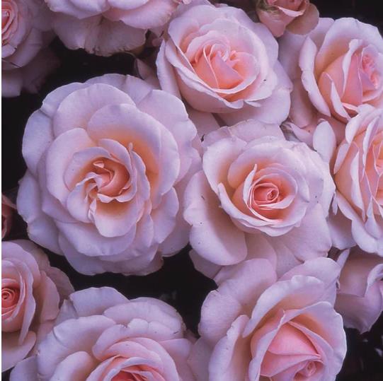 Birthday Rose Bushes - Tree2mydoor