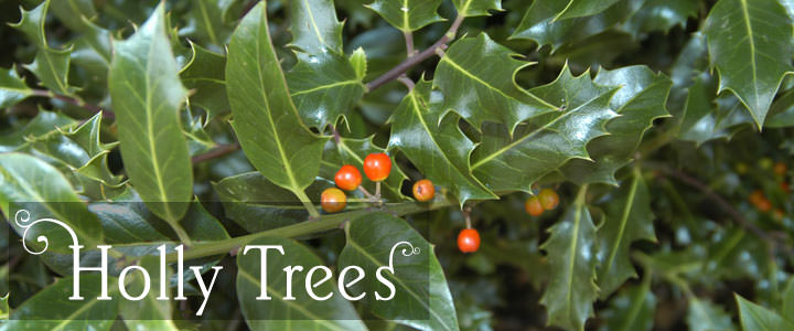 Holly Tree Gifts - Tree2mydoor