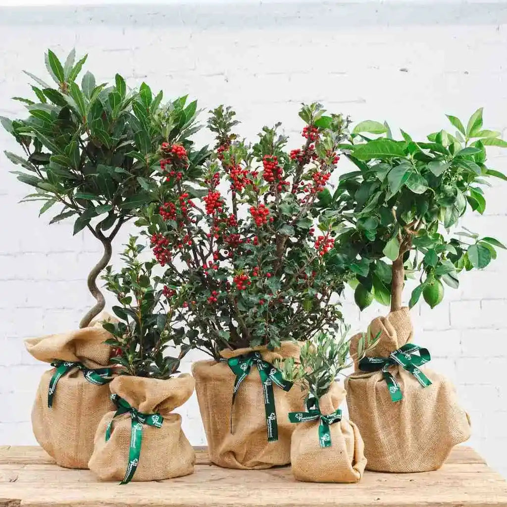 Unique Christmas Gifts - Tree2mydoor