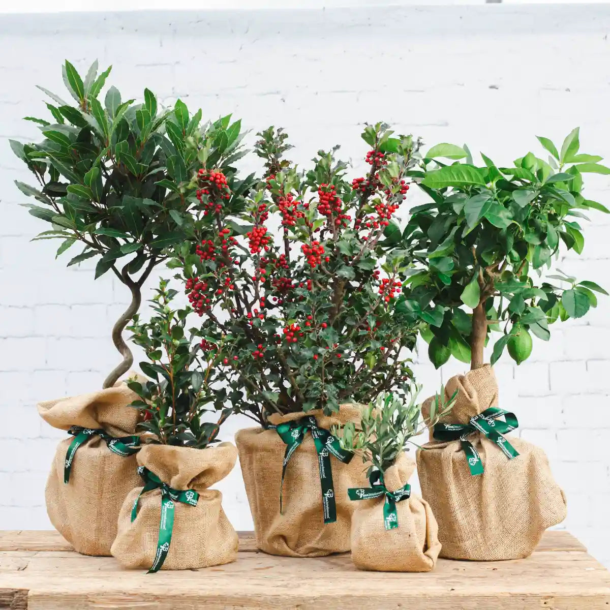 A variety of tree gifts wrapped in hessian 