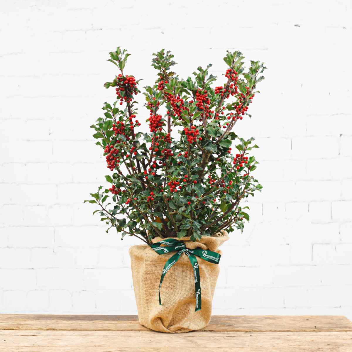 A holly bush with red berries wrapped in hessian