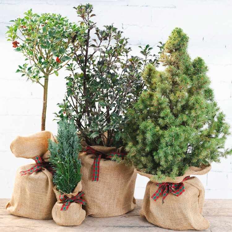 A variety of tree gifts wrapped in hessian 