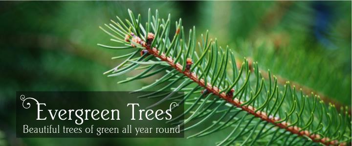Evergreen Tree Gifts - Tree2mydoor