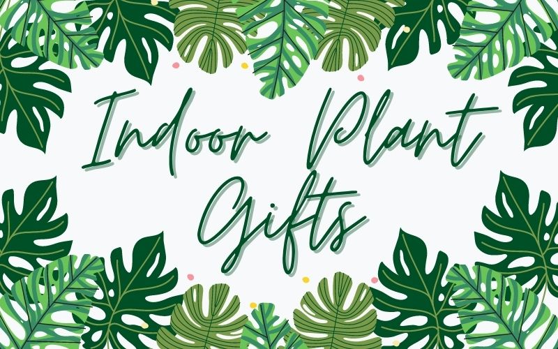 Indoor Plant Gifts - Tree2mydoor