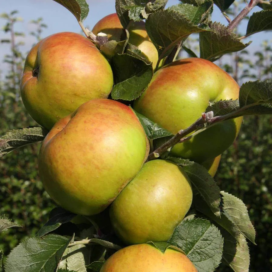 Fruit tree gifts