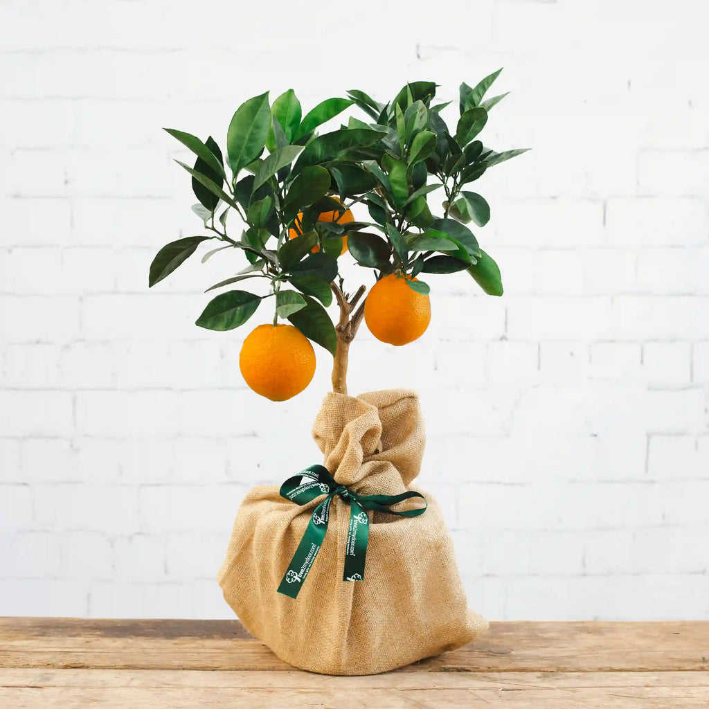 Personalised Birthday Gifts - Tree2mydoor