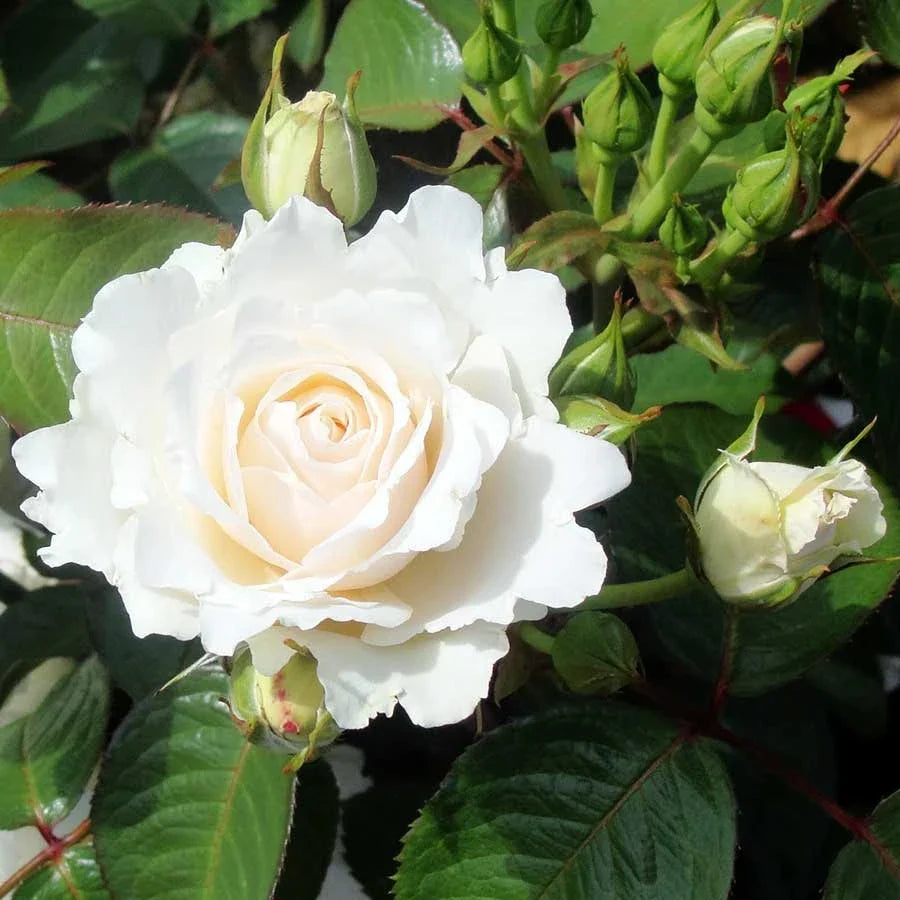 Rose Gifts