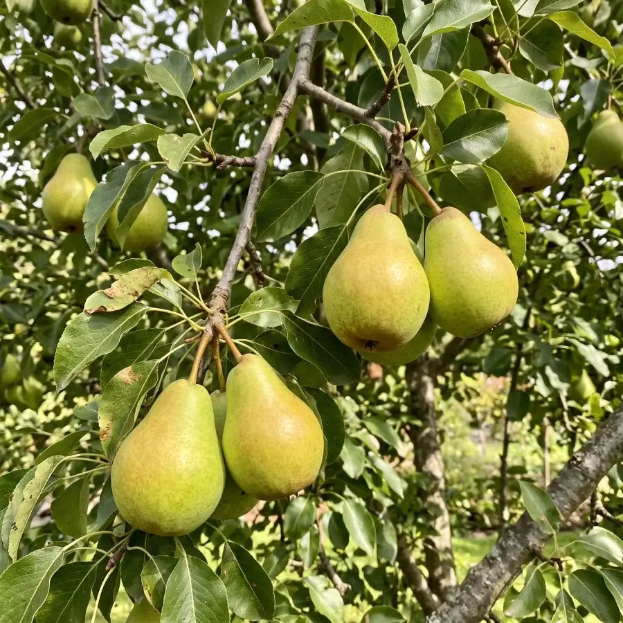 12L Pear (Pyrus) Williams' Bon Chrétien 1.5m - Gardeners Club