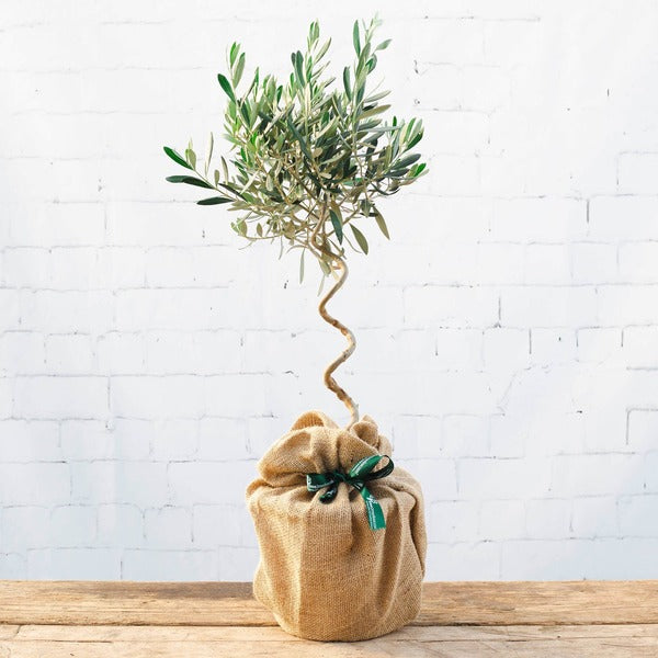 Olive Tree Gift