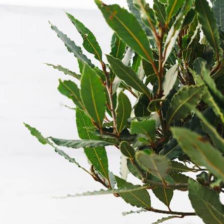 Christmas Bay Tree Gift Small Bay Tree (2.5L pot, 50cm height) - Bay Tree Gift - Tree2mydoor