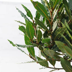 Christmas Bay Tree Gift Small Bay Tree (2.5L pot, 50cm height) - Bay Tree Gift - Tree2mydoor