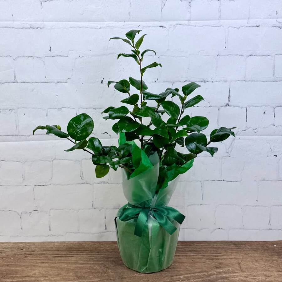 Mothers Day Camellia Plant White - Camellia Tree Gift - Tree2mydoor