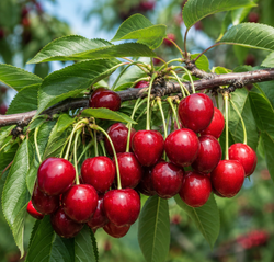 12L Stella Cherry Tree 1.5m
