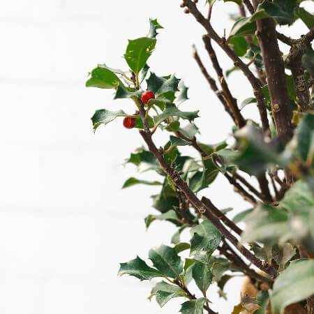 Christmas Holly Bush Gift - Holly Tree Gift - Tree2mydoor