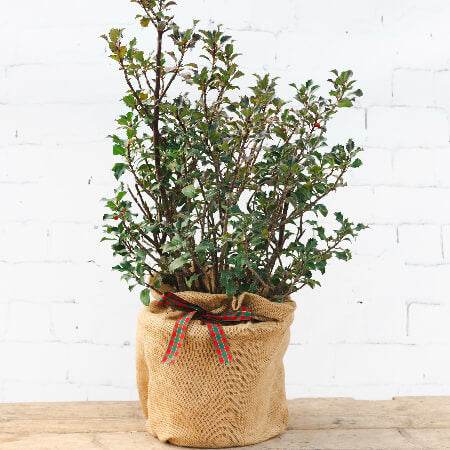 Christmas Holly Bush Gift