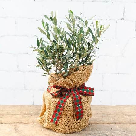 Christmas Olive Bush Gift - Olive Tree Gift - Tree2mydoor