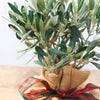 Christmas Mini Olive Tree Gift with ribbon
