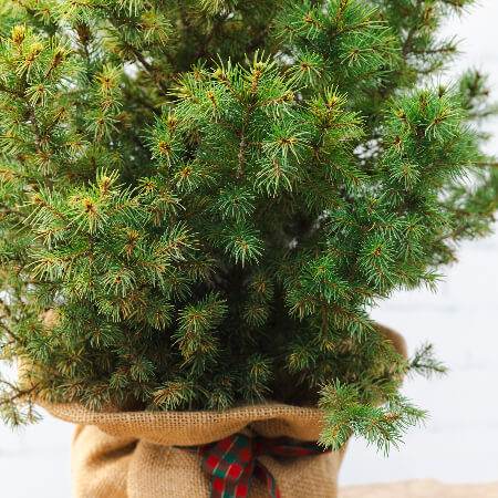 Mini Potted Christmas Tree Tiny Potted Christmas Tree - Christmas Tree Gift - Tree2mydoor