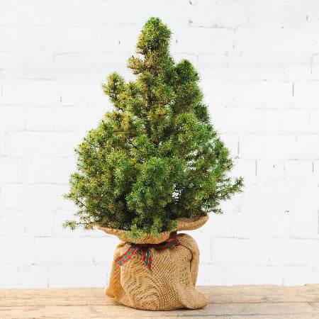 Mini Potted Christmas Tree Tiny Potted Christmas Tree - Christmas Tree Gift - Tree2mydoor