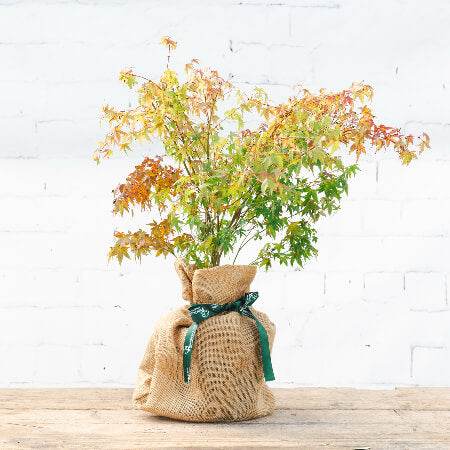 Favourite Colour Japanese Maple Tree Gift Red - Acer Tree Gift - Tree2mydoor