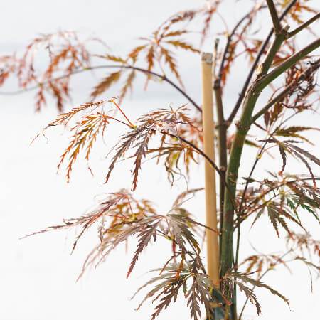 Favourite Colour Japanese Maple Tree Gift Red - Acer Tree Gift - Tree2mydoor