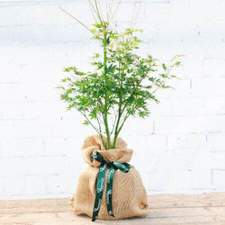 Going Green Japanese Maple Tree - Acer Tree Gift - Tree2mydoor