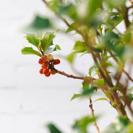 Christmas Holly Tree Gift - Holly Tree Gift - Tree2mydoor