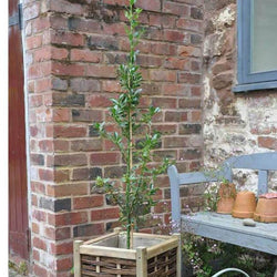 Alaska Holly Tree - Gardeners Club - Tree2mydoor