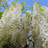 Japanese White Wisteria - Gardeners Club - Tree2mydoor
