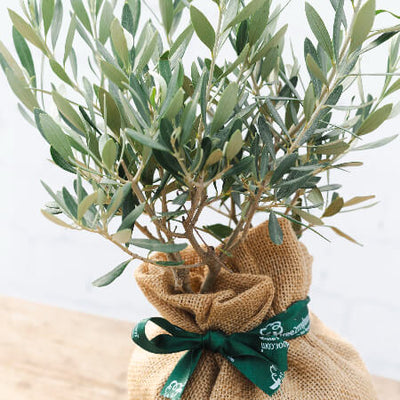 Olive Bush gift with ribbon