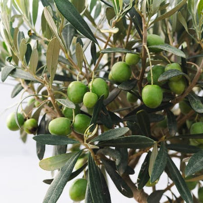 Twisted Olive Tree Fruit