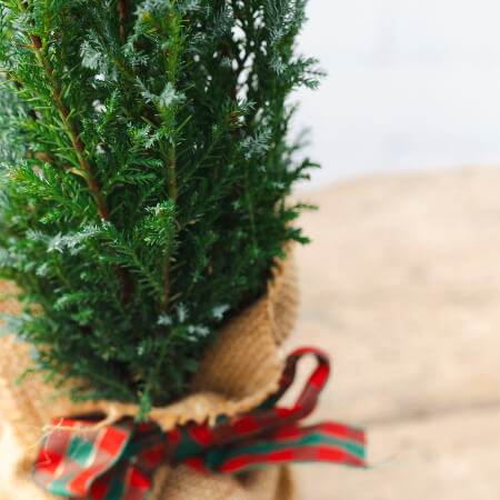 Mini Potted Christmas Tree Tiny Potted Christmas Tree - Christmas Tree Gift - Tree2mydoor