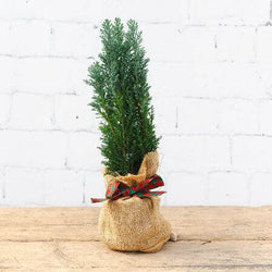 Mini Potted Christmas Tree Tiny Potted Christmas Tree - Christmas Tree Gift - Tree2mydoor
