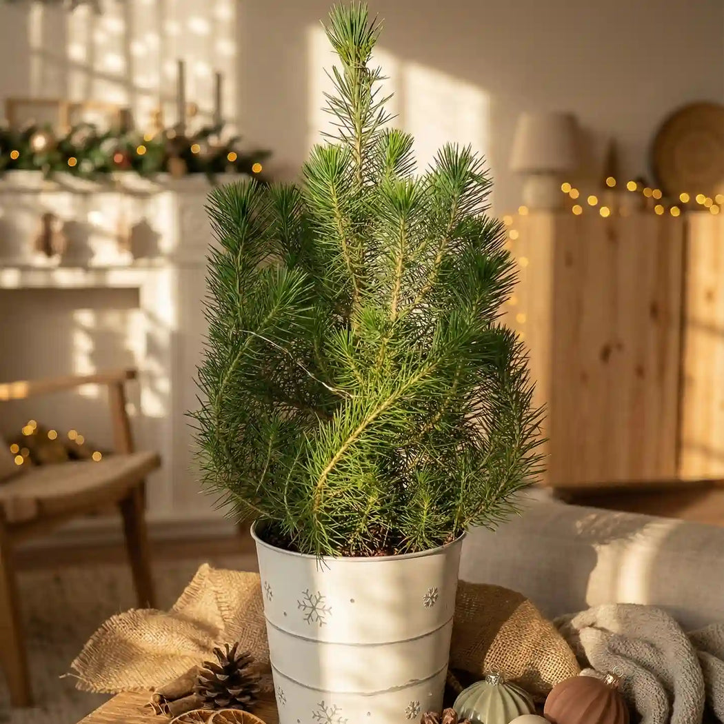 A real mini Christmas tree in a white zinc pot, placed on a table in a festive living room. Dappled light shines into the room which has subtle Christmas decorations of garland and warm lights.