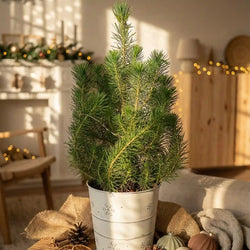A real mini Christmas tree in a white zinc pot, placed on a table in a festive living room. Dappled light shines into the room which has subtle Christmas decorations of garland and warm lights.