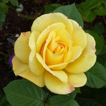 Arthur Bell Rose Bush Gift - Rose Bush Gift - Tree2mydoor