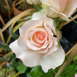 At Peace Rose Bush Gift White - Rose Bush Gift - Tree2mydoor