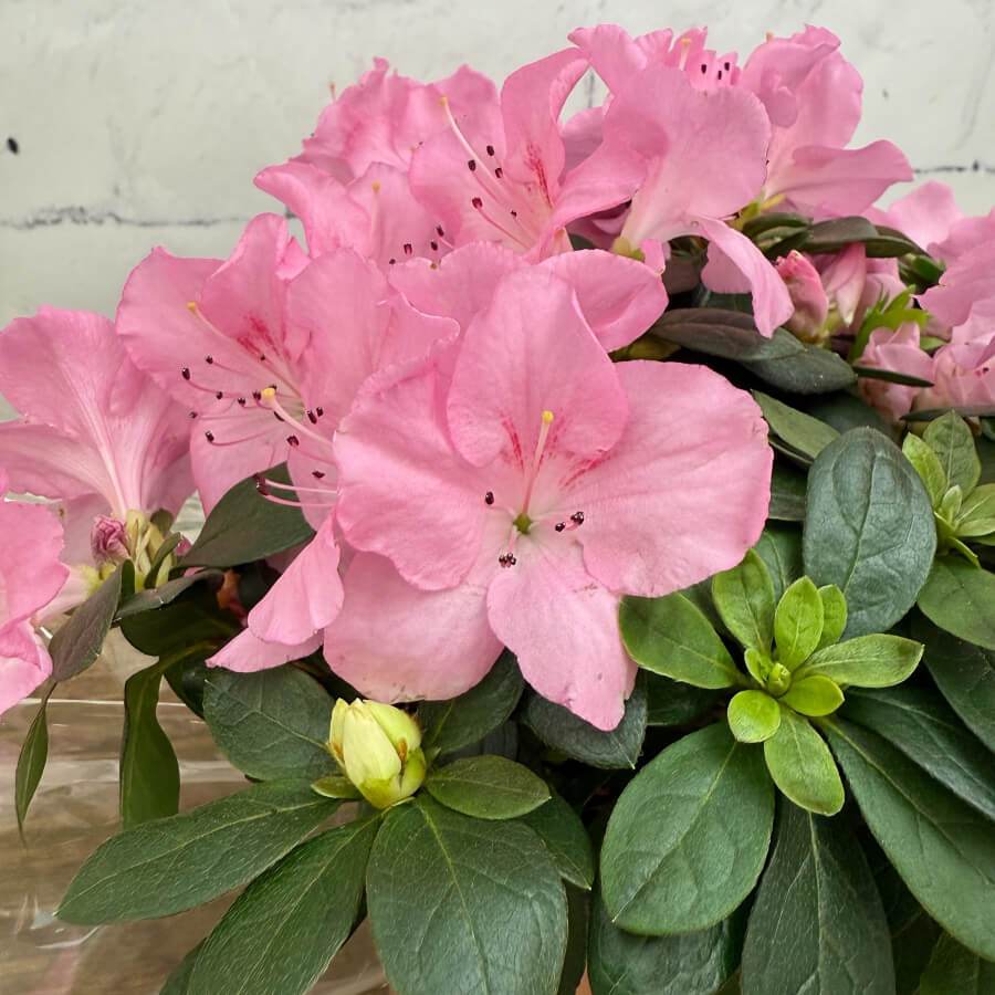 Mother’s Day Azalea Gift in Ceramic Pot - Indoor Plant Gift - Tree2mydoor