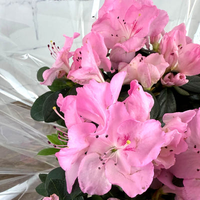 Pink Azalea Blooms