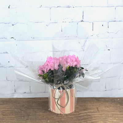 Pink gift wrapped Azalea in a Ceramic Pot