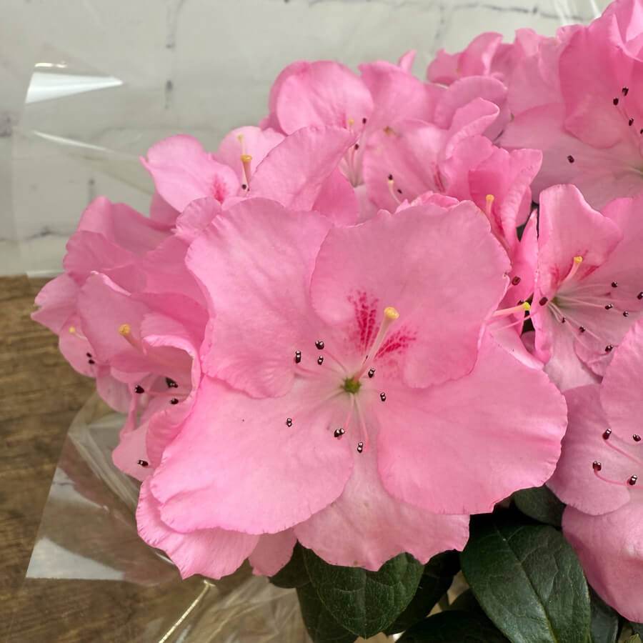 Mother’s Day Azalea Gift in Ceramic Pot - Indoor Plant Gift - Tree2mydoor