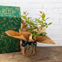 Pink Blueberry Plant Gift with gift box